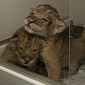 Lion Cubs Thriving Despite Being Abandoned by Their Mom