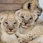 Lion Cubs at Zoo in Switzerland Have Not One, but Two Moms