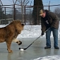 Lion at Canadian Zoo Is a Gifted Ice Hockey Player