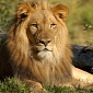 Lion at Dallas Zoo Kills Lioness, Visitors Witness the Attack