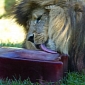 Lion at Melbourne Zoo in Australia Gets “Bloodsicle” to Cool Off