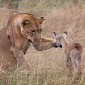 Lioness Adopts Antelope Calf, After Feeding on Its Mother