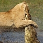 Lioness Battles Crocodile for Its Cubs