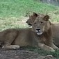 Lioness Uses Teeth to Open Car Door, Tourists Inside Rightfully Freak Out