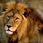 Lions Are in Danger of Becoming Extinct in West Africa
