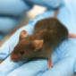 Live Mouse Created from Reprogrammed Adult Skin Cells