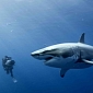 Liver Fat, Oil Keep Great White Sharks Swimming for Thousands of Miles