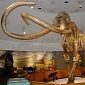 Living Mammoth Cells Found in Russia