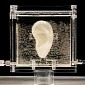 Living Replica of Van Gogh's Ear Now on Display at Museum in Germany