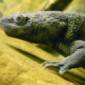 Amphibian Species Projects Ribs Outwards for Defense