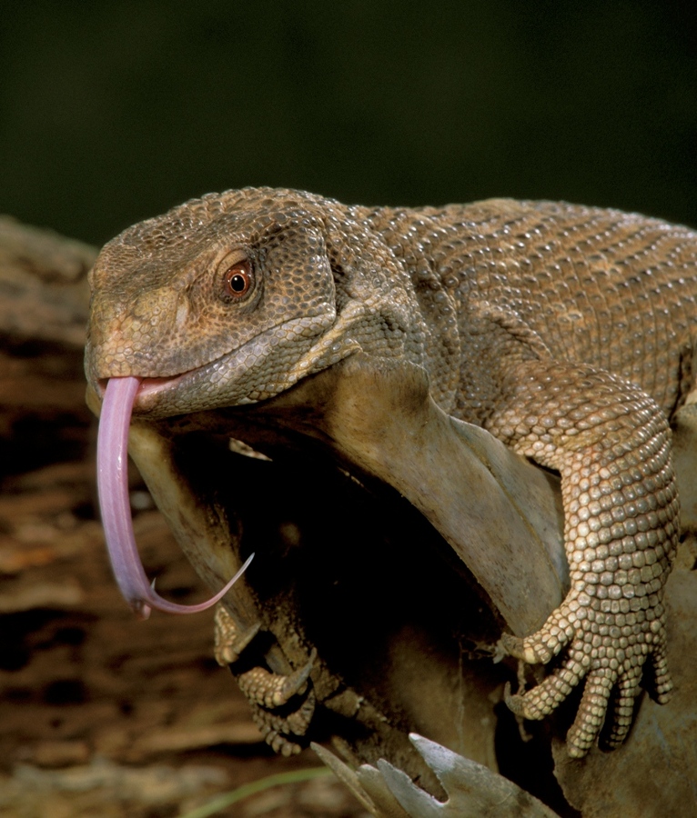 Lizards Extract Oxygen During Both Inhalation and Exhalation