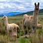 Llamas Enlisted to Fight Off Sheep-Killing Wolves in Sweden