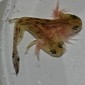 Lo and Behold, a Two-Headed Salamander Tadpole