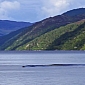 Loch Ness Monster Spotted, Photographed
