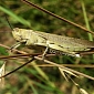 Locusts' Hearing Based on Nanostructures in the Eardrum, Study Finds