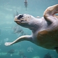 Loggerhead Turtles Use Their Nose to Smell the Shore