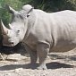 London Theme Park Sells Rhino Manure on eBay