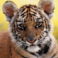 London Zoo Announces the Birth of Three Sumatran Tiger Cubs