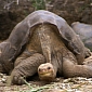 Lonesome George Will Be Stuffed, Preserved for Posterity