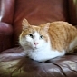 Long-Lost Cat Returns Home Eight Years After Disappearing