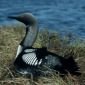 Loons Change Their Tunes after Conquering a New Lake