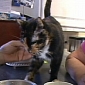 Lost Cat Walks 190 Miles Home, Amazes Owners