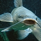 Louisiana Boy Nets 114.1-Pound (51.7-Kg) Catfish, Breaks the State Record