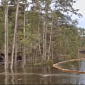 Louisiana Sinkhole Swallows Trees in Seconds – Video