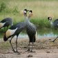 Love Potion Threatens the Magnificent Crowned Crane