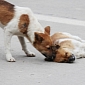 Loyal Dog Ignores Traffic, Stands by Its Dead Mate for 6 Hours