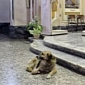 Loyal Dog Still Goes to Mass Two Months After Its Owner Passed Away