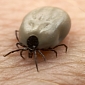 Lyme Disease Is 10 Times More Common in the US than Previously Estimated, the CDC Says