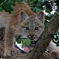 Lynx Kittens Go on Display at Cheyenne Mountain Zoo in the US