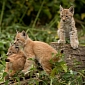 Lynx Kittens Make Their Public Debut at Zoo in England