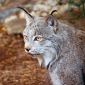 Lynxes Are Nearing Extinction