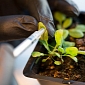 MIT Experts Create New Field of Research Called Plant Nanobiotics