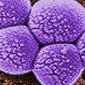 MRSA Can Be Destroyed Before It Develops