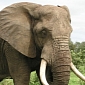 “Mad” Elephant in Nepal Kills 4, Villagers Now on the Hunt for the Animal