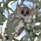 Madagascar Has New Natural Park, Helps Protect Various Lemur Species