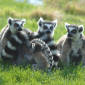 Madagascar Reveals New Species of Lemur