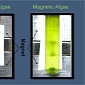 Magnetic Algae Will Reduce the Price of Biofuel