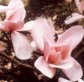 Magnolias Are Here Since Dinosaurs, Now They Face Extinction