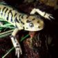 Major Initiative Proposed To Address Amphibian Crisis
