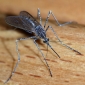 Malaria Drugs Will Become More Effective