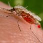 Malaria Mosquitoes Love Skin Bacteria
