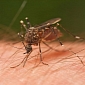 Malaria Mutation Puts Millions of People at Risk