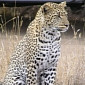 Malawi's Majete Reserve Welcomes Vulnerable Leopards