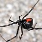 Male Black Widow Spiders Found to Prefer Well-Fed Maidens