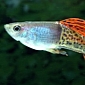 Male Guppies Father Children from Beyond the Grave, Study Finds