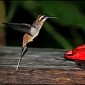 Male Hummingbirds Have Dagger-like Beaks, Use Them to Stab Rivals
